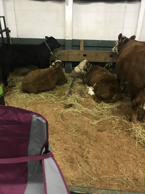 I love when the fair rolls around, baby animals , rodeo, demo derby , seeing lots of friends and their kids , and get to make some extra money too