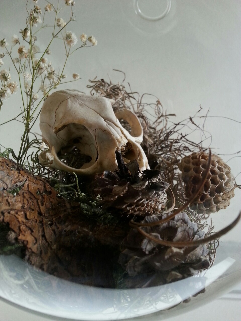 waspandbone:  Acquired a glass terrarium recently and finally got around to filling