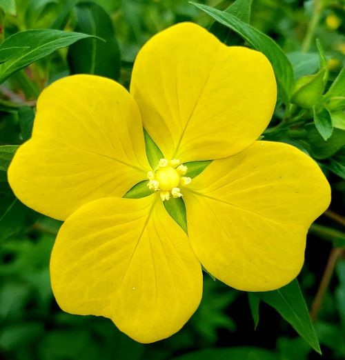 Found this yellow morning delight on the shore of a lake that is ridiculously full of turtles, some 