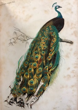 loynosca:Don’t know if #feathursday gets more stunning than this beautiful peacock found in “Dictionnaire D’Histoire Naturelle” (Paris, 1842).