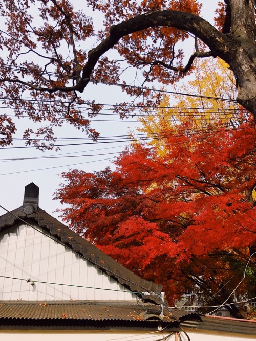 Autumn colors, Ansan Mountain and Bongwonsa Temple, Seoul.