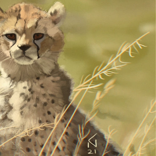 A bit of sunshine and radiance in the dead of winter.reference picture: Serengeti Cheetah Project