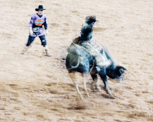 thomasprior:  Bull outtakes II