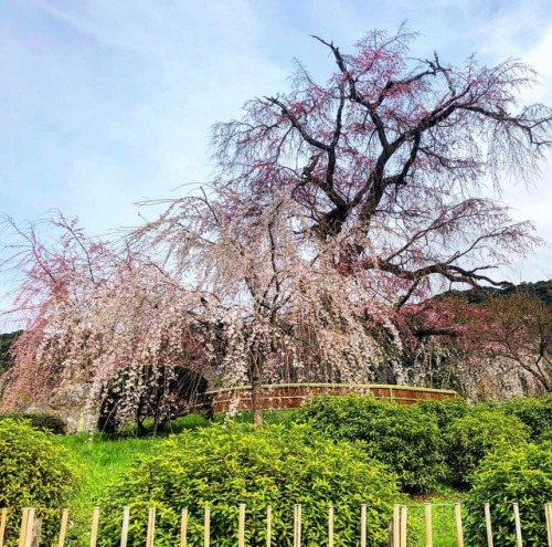 ＼おにわさん更新情報／ ‪[ 京都市東山区 ] 円山公園 Maruyama Park, Kyoto の写真・記事を更新しました。 ーー京都市最古の公園に七代目 #小川治兵衛 （植治）の手掛けた、東山の