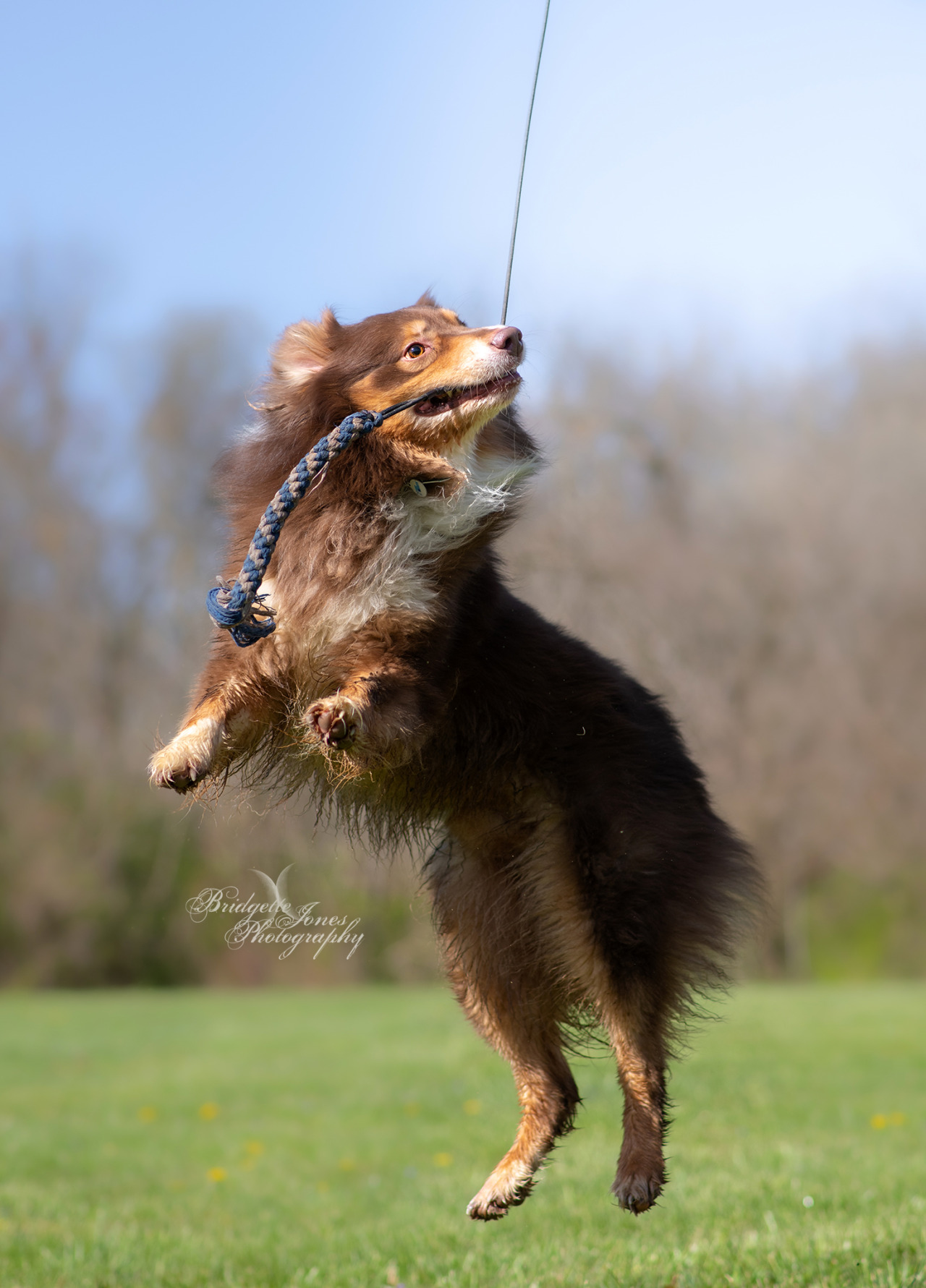 Pazuzu in the air: a photoset Action shots like these excite me so much because it’s so HARD to not only catch your dog in 