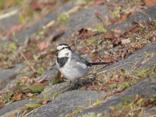 ハクセキレイ   japanese pied wagtailTown Birds ～ 街の鳥  ArchiveTown Sparrow ～ 街のすずめ　Archive