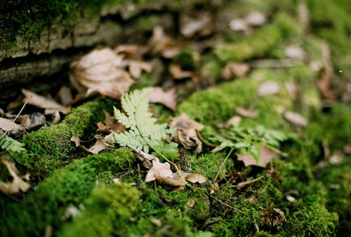 A breath of forest by Anna Eliza 8 on Flickr.