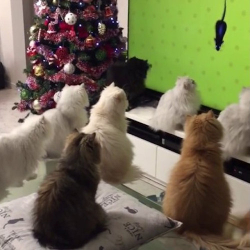 laughingsquid:A Fascinated Group of Longhaired Cats Watch Animated Mice Run Across a Giant Televisio