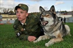 naturepunk:  Population of wolf-dog hybrids, bred for the Perm Institute of Interior Troops by Russian scientist Professor Kasimov VM.  These are F1 German shepherd/wolf crosses (mother and father pictured in last image). From the day they are born,