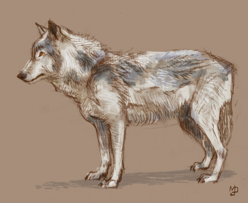 I found this wolf sketch today that I’d forgotten I’d drawn. Not wanting any work to go to waste I’v