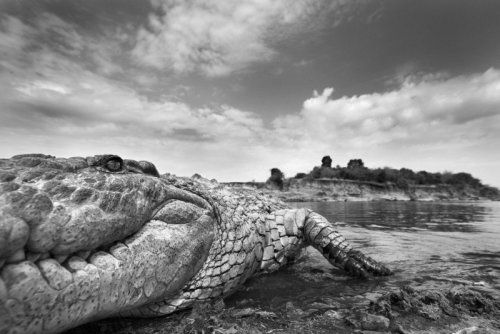 bobbycaputo:  Black and White Photos of the Wildlife in ‘The Mara’ in Kenya by  Anup Shah  