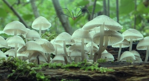 Sex ’Tis the season for mycology (Harvestman pictures