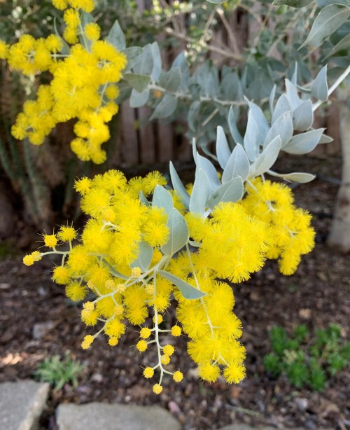 ruthbancroftgarden: Acacia podalyriifolia Australia has an incredible assortment of Acacia species, 