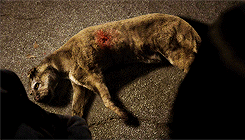 wolfflock:  cumberbatchmebitch:  peterlivingston-deactivated2014: bad teen wolf animations  what are you talking about these graphics are fucking gold  have you seen season 3?! those are bad. these are awesome! 