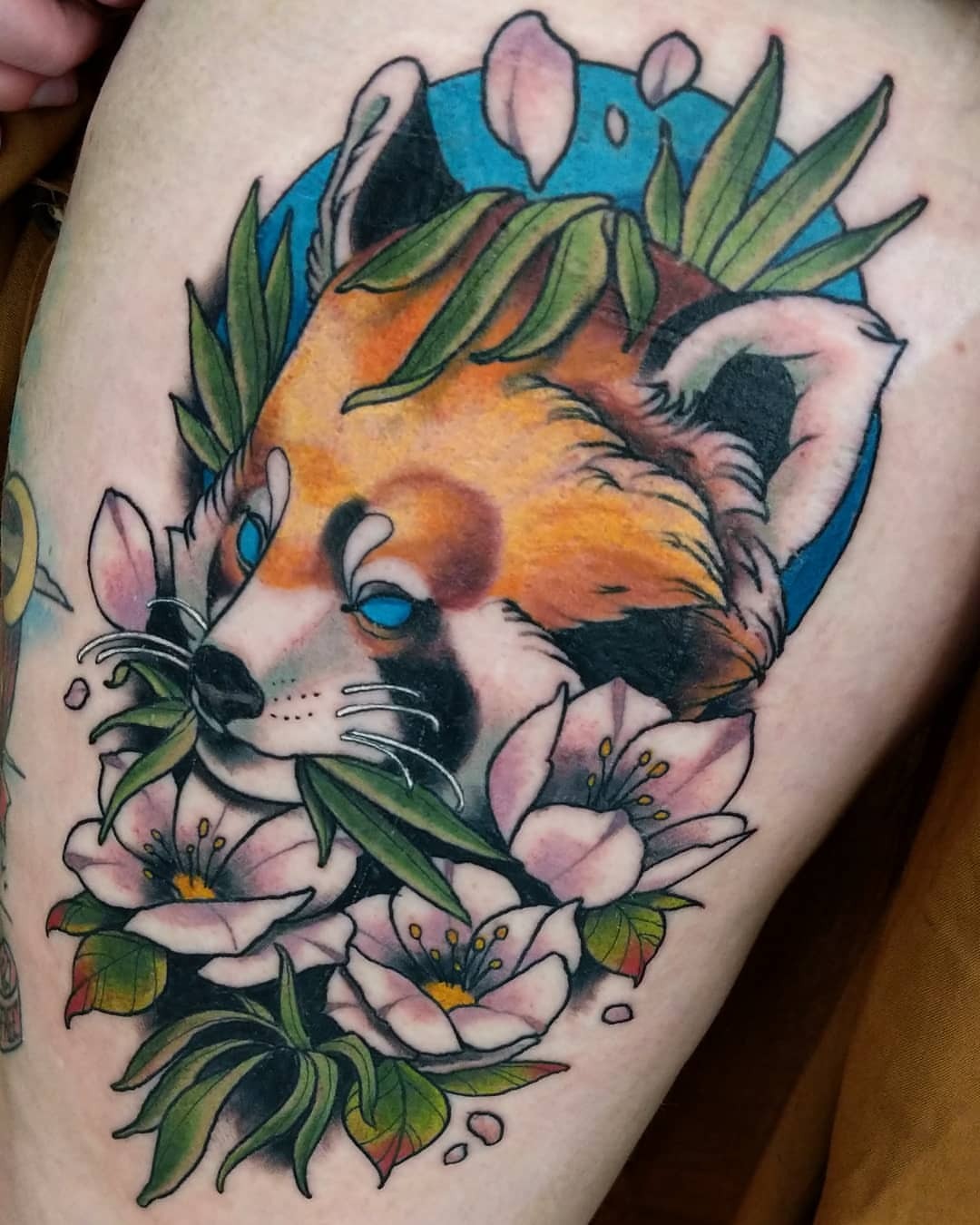 Tattoo uploaded by Stacie Mayer  Cheeky red panda tattoo by Eddy Lou  neotraditional EddyLou redpanda branch  Tattoodo