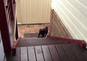 babyanimalposts:  feeling sad? you need this blog on your dash!