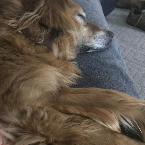 Chilly, rainy afternoon = serious napping by canines &amp; humans. #lazysunday #fred #dogsofinst
