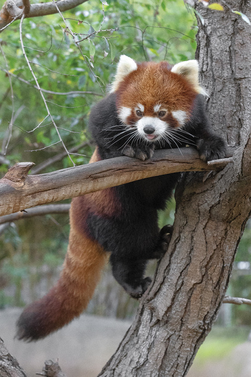 sdzoo:Give it up for the “original” panda