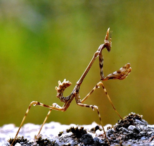 Empusa pennata / individu juvénile appelé “Diablotin”. Août 2019.Corse du sud, France.