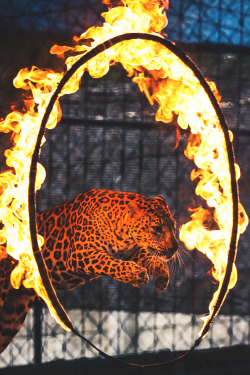 captvinvanity:    The Flame Tiger  | Photographer