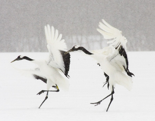 Red-crowned (Japanese) Crane - (Grus japonensis)