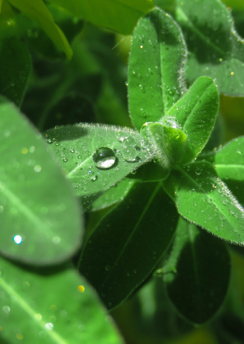 Water drops. Stockholm, Sweden. 18/05/19