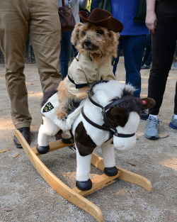 costumedogs:  Teddy Roosevelt from Night