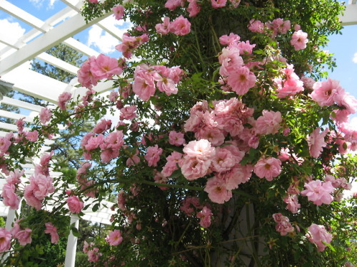 lantiquerose:My favorite pink climbing roses at my neighborhood garden ♡