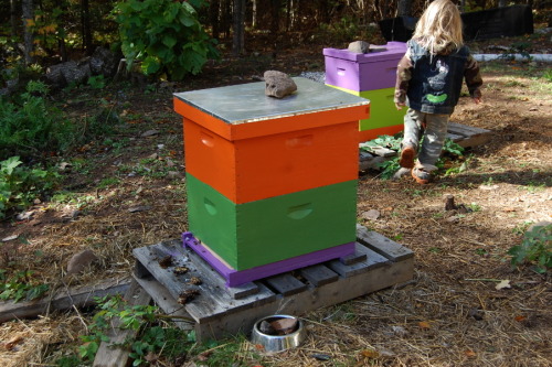 ratfarm:October is here and we are feeling it. Neighbors are starting to use their woodstoves as las