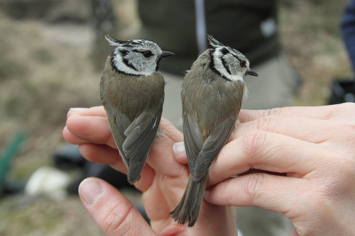 Crested Tit (Lophophanes cristatus) &gt;&gt;by Herman Bouman