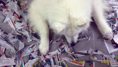 jasperthesamoyed: When your dog loves paper Flashback Friday