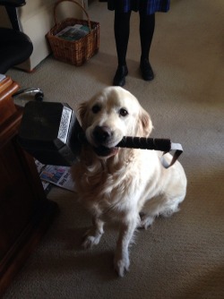 cute-overload:  LabraThorhttp://cute-overload.tumblr.com    Whosoever hold this hammer, if he be worthy, shall possess the power of Thor
