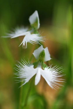 uyamt: 鷺草（さぎそう） Fringed orchid (Habenaria radiata)