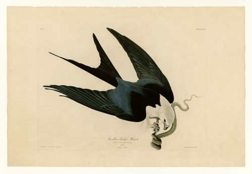 artist-john-james-audubon:

Plate 72 Swallow-tailed Hawk, John James Audubon 