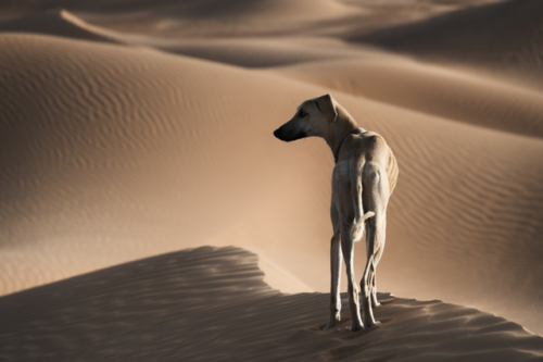 livestockguardiangod - A Sloughi (Arabian greyhound) in the...