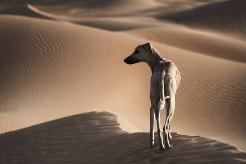 livestockguardiangod:A Sloughi (Arabian greyhound) in the desert of Morocco. Photographed by Rosa Fr