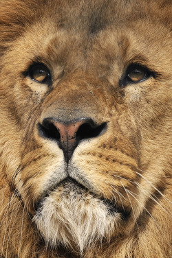 phototoartguy:  The Lion King by Josef