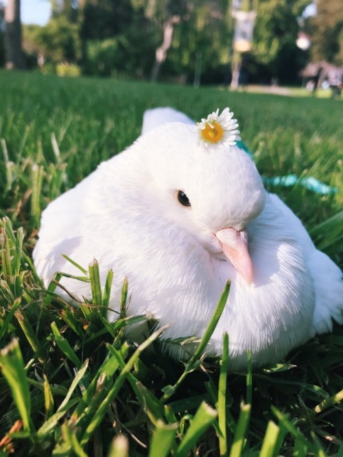 pigeonmiu: Happy Earth Day! Let’s take good care of this beautiful planet we call home, today and everyday 
