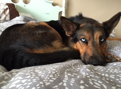 corlando-thoom: reedhasnospeed: So just figured out there’s such thing as german shepherd/Sibe