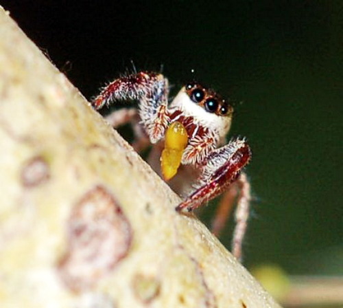 somuchscience:  Bagheera kiplingi – the mostly vegetarian spider by Ed Young, Not Exactly Rocket Science, 12 Oct 2009 In Latin America, there lives a unique spider called Bagheera kiplingi. It’s a jumping spider and it shares the group’s large,