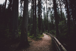 elenamorelli:  { into the forest // darkness