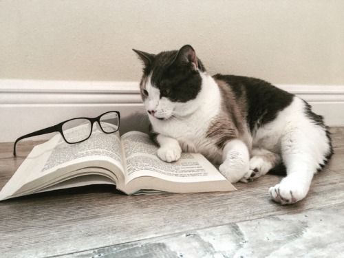 boschintegral:nothingforblogging:A cat and book@mostlycatsmostly