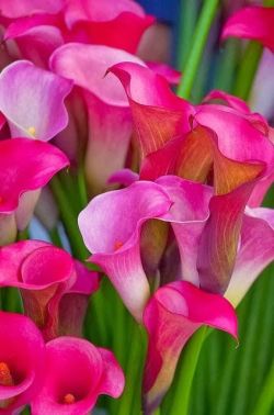 flowersgardenlove:  Calla Lilies by SF k