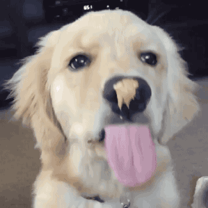 Puppy Stimboard ▼⁠・⁠ᴥ⁠・⁠▼