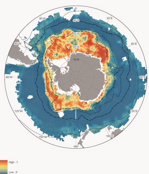 griseus: OVER 9K SPECIES SHOW FIRTS ATLAS OF MARINE LIFE FROM ANTARCTICADetails about the marine l