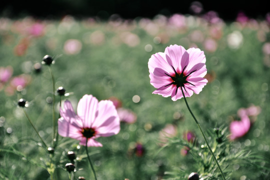 はじめての秋桜 2009年、昭和記念公園。 たぶん、初めて昭和記念公園に行ってコスモスを写したときだ。初々しいですなw。