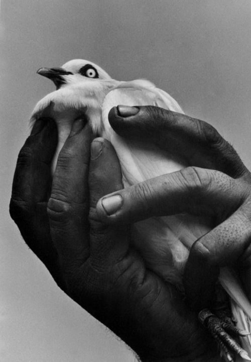 Bird in Hand Harold Feinstein