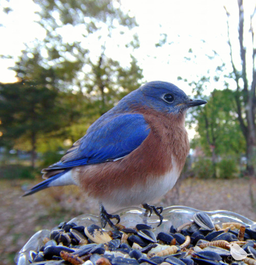 ostdrossel:First snow also means it’s puffball season! The Bluebirds demonstrate how that look