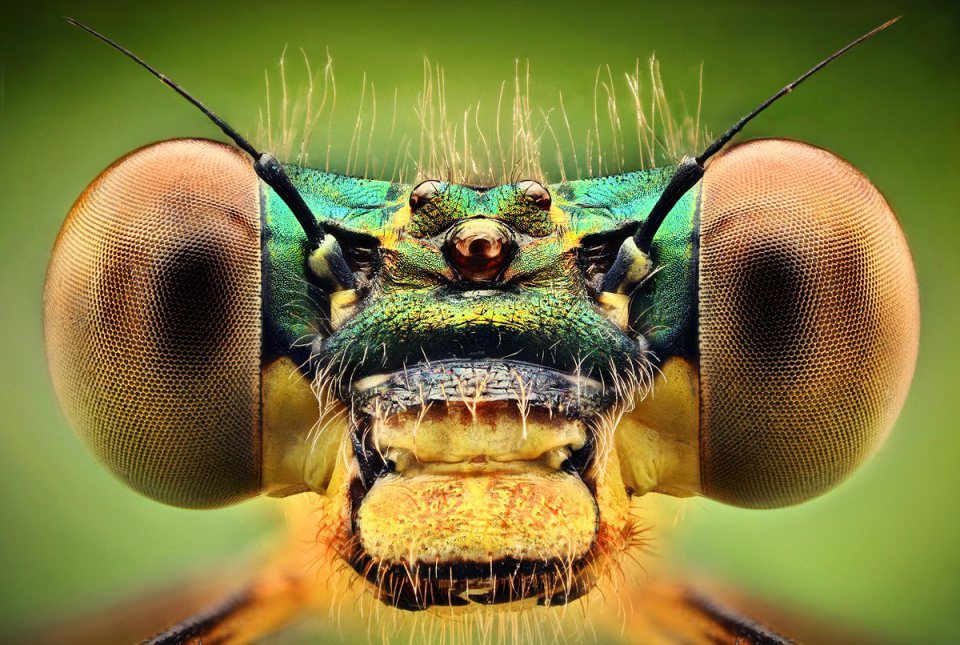 odditiesoflife:  Macro Insect Photography Slovak Photographer Dusan Beno has built