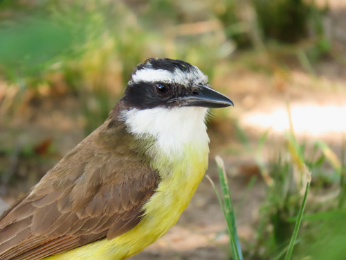 Bem-te-vi/Great Kiskadee Pitangus sulphuratus